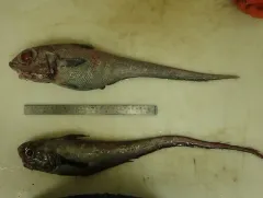 Roundnose Grenadier thumbnail 1