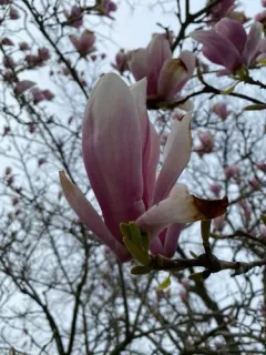 Lily Magnolia thumbnail 4