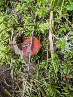 Lactarius subviscidus thumbnail 2