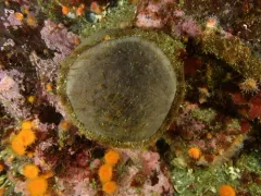Tennis Ball Sponge thumbnail 2