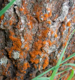 Orange Rock Hair thumbnail 3