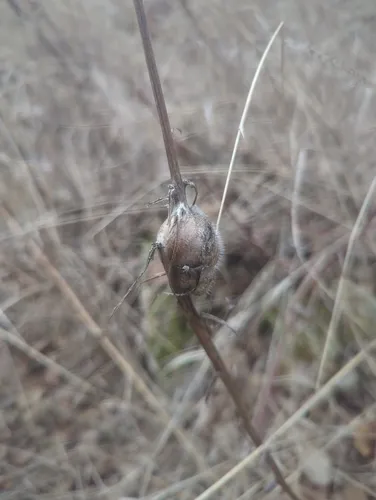 Aulacidea hieracii