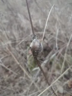 Aulacidea hieracii thumbnail 1