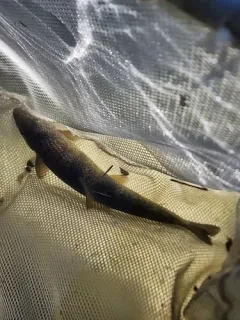 Klamath Smallscale Sucker thumbnail 1