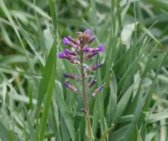 Sicklepod Rockcress thumbnail 4