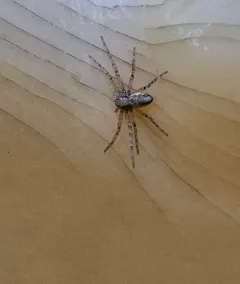 Turf Running Spider thumbnail 2