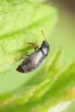 Brachypterus urticae thumbnail 2