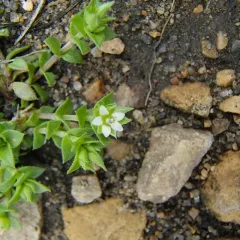 Thyme-leaved Sandwort thumbnail 3