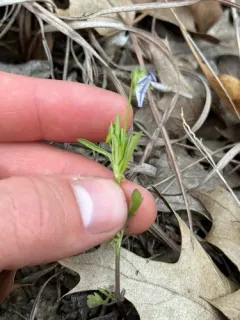 American field pansy thumbnail 4