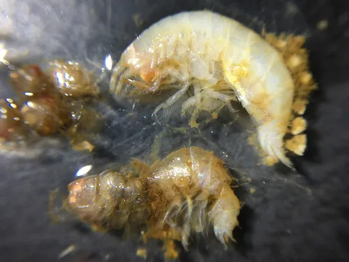 Haploops setosa