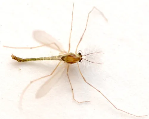 Micropsectra polita