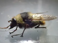 Variable Bumble Fly thumbnail 4