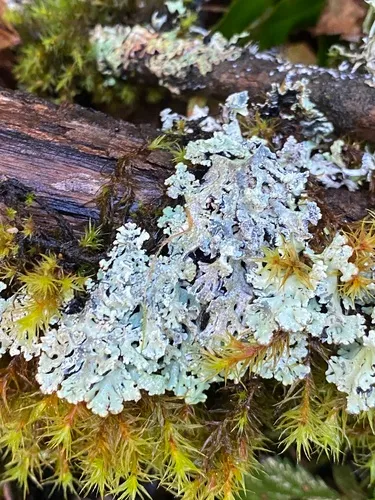 Hypogymnia metaphysodes