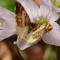 Enchoria lacteata thumbnail 3