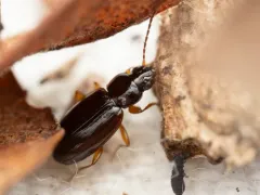 Trechus obtusus thumbnail 3
