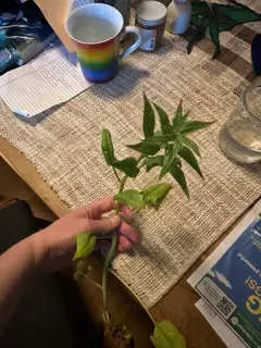 Spinach thumbnail 2