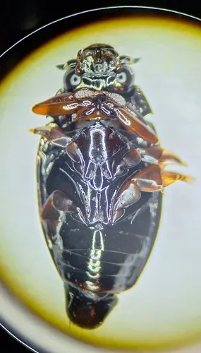 Gyrinus picipes