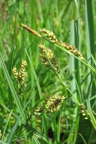 Hasse's sedge