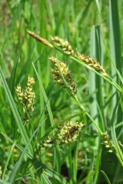 Hasse's sedge thumbnail 1
