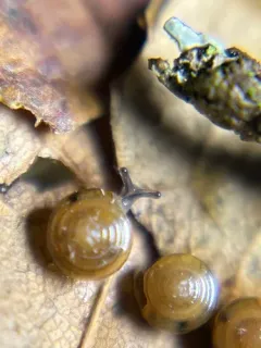 Denticulate Tightcoil thumbnail 3