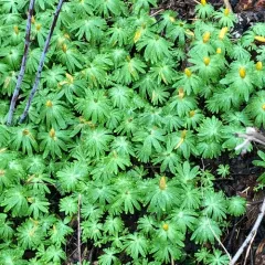 Winter Aconite thumbnail 2
