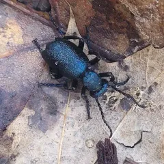 Short-winged Blister Beetle thumbnail 3