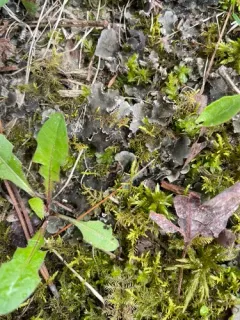pale-bellied pelt lichen thumbnail 4