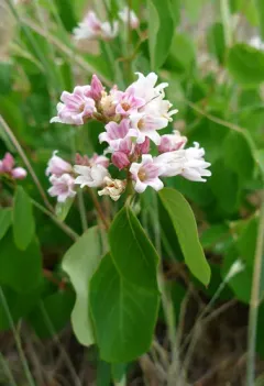 spreading dogbane thumbnail 6