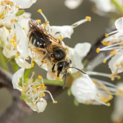 Orange-legged Miner Bee thumbnail 4