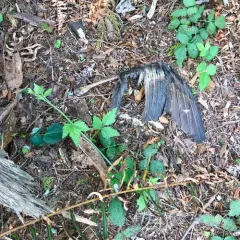 Brown Pelican thumbnail 1