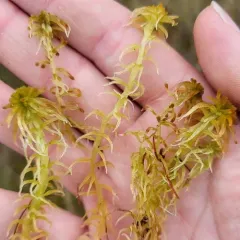 Narrowleaf Peatmoss thumbnail 3
