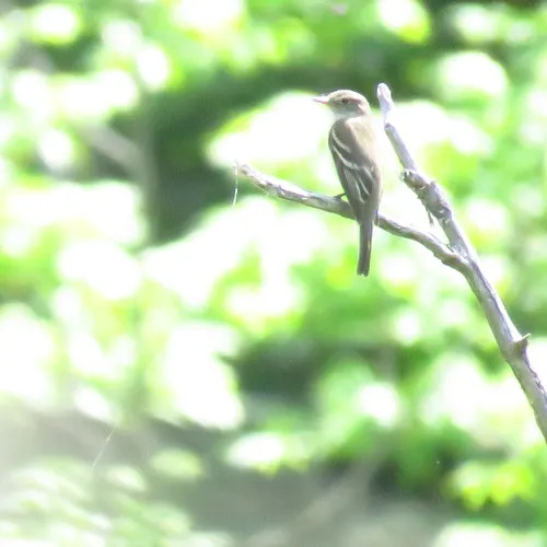 Alder Flycatcher