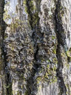 Jelly Lichen thumbnail 4
