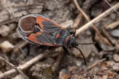 Melacoryphus admirabilis thumbnail 3