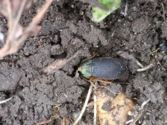 Chlaenius impunctifrons thumbnail 4