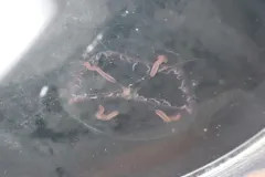 Mitrocomella polydiademata thumbnail 2