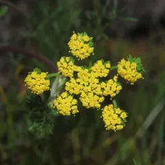 Foothill desert-parsley thumbnail 3