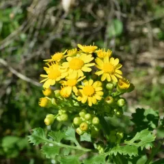 Butterweed thumbnail 3