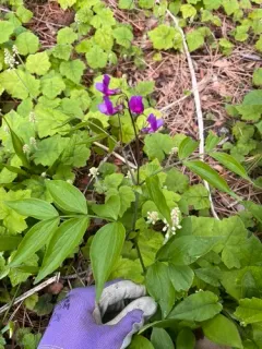 spring vetch thumbnail 3