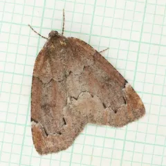 Spodolepis substriataria thumbnail 4