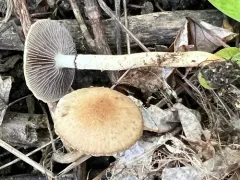 Leratiomyces riparius thumbnail 3