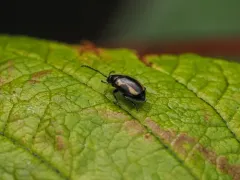 Phyllotreta zimmermanni thumbnail 3