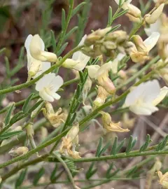 Mulford's Milkvetch thumbnail 4