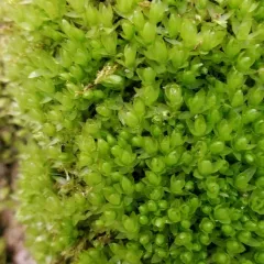 Horn Calcareous Moss thumbnail 1