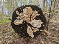 Hyphodiscus hymeniophilus thumbnail 1