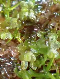 Dark-green Flapwort thumbnail 3