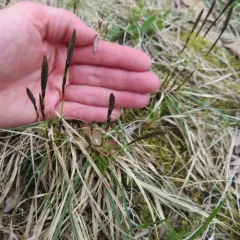 Richardson's Sedge thumbnail 2