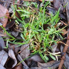 Annual Meadow-grass thumbnail 4