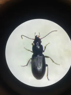 Pterostichus luctuosus thumbnail 3
