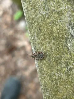Aradus crenatus thumbnail 3